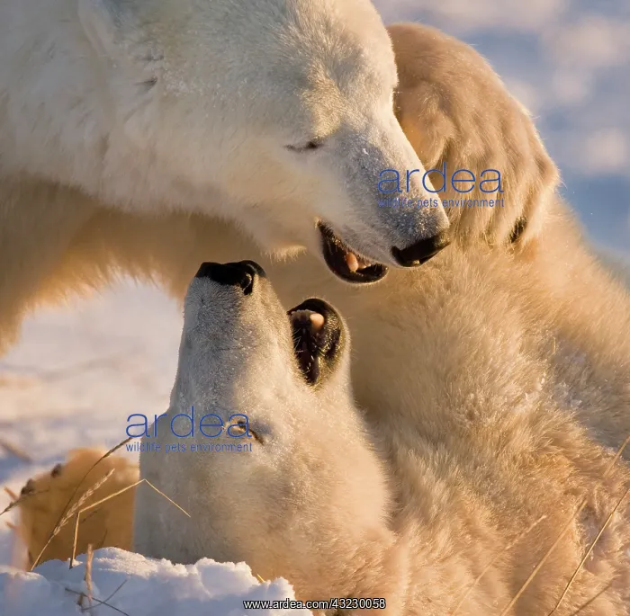 : Canada, Manitoba, Hudson Bay, Churchill : Canada, Manitoba, Hudson Bay, Churchill