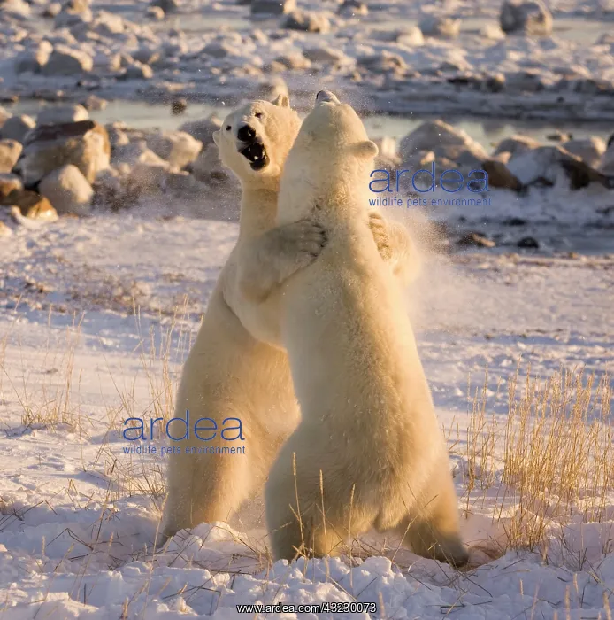 : Canada, Manitoba, Hudson Bay, Churchill : Canada, Manitoba, Hudson Bay, Churchill