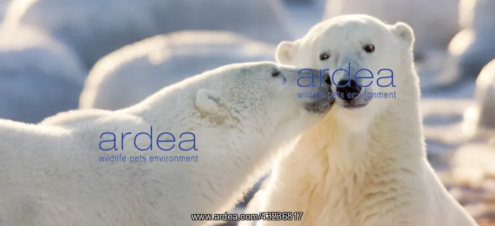 : Canada, Manitoba, Hudson Bay, Churchill : Canada, Manitoba, Hudson Bay, Churchill