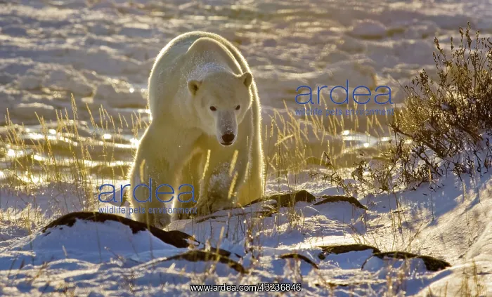 : Canada, Manitoba, Hudson Bay, Churchill : Canada, Manitoba, Hudson Bay, Churchill