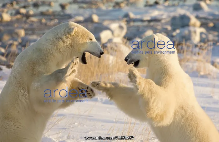 : Canada, Manitoba, Hudson Bay, Churchill : Canada, Manitoba, Hudson Bay, Churchill