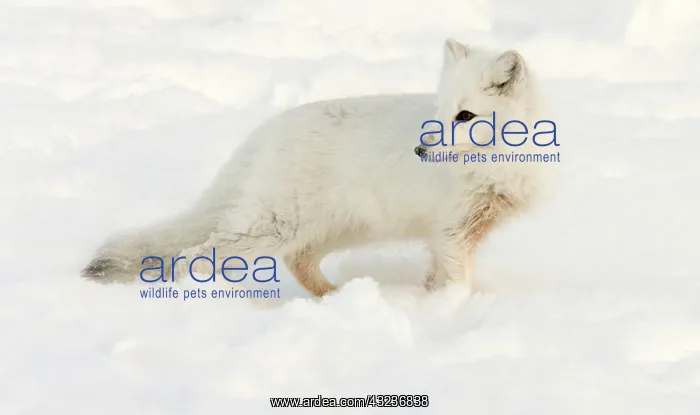 : Canada, Manitoba, Hudson Bay. Close-up of : Canada, Manitoba, Hudson Bay. Close-up of