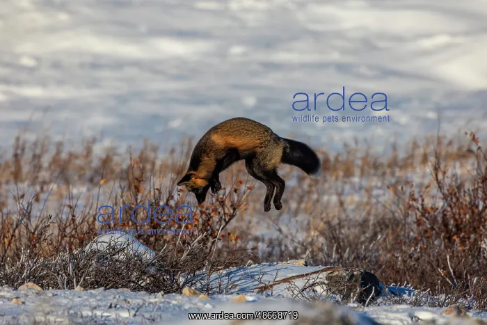 : Canada, Manitoba, Hudson Bay. Cross fox hunting for : Canada, Manitoba, Hudson Bay. Cross fox hunting for