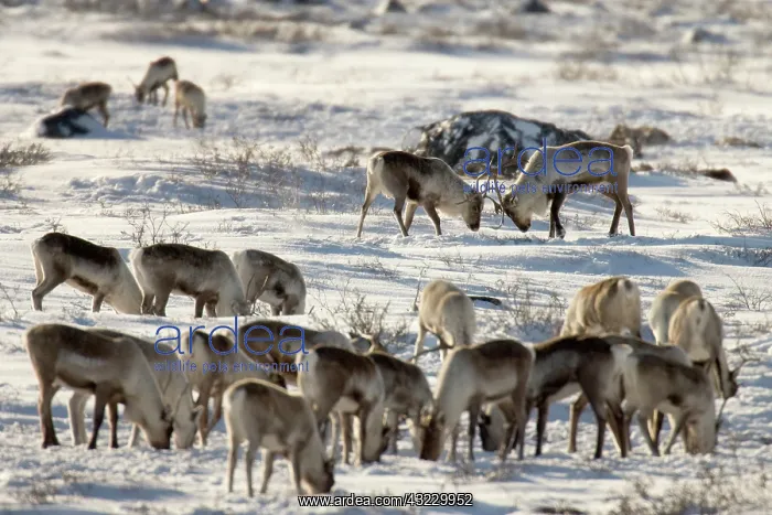 : Canada, Manitoba, Hudson Bay. Two male caribou : Canada, Manitoba, Hudson Bay. Two male caribou