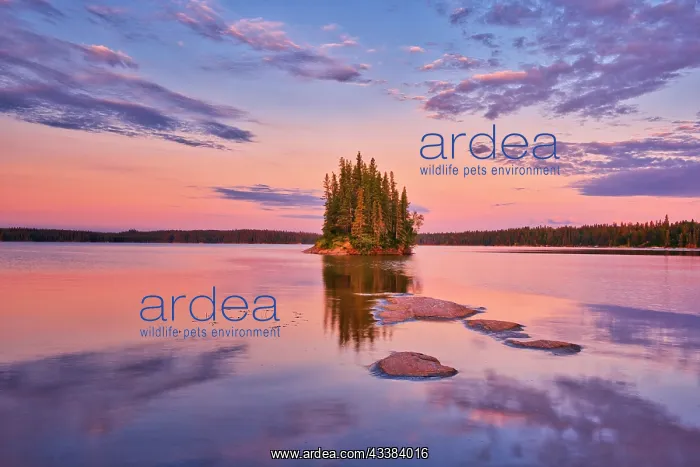 : Canada, Manitoba, Paint Lake Provincial Park. Island : Canada, Manitoba, Paint Lake Provincial Park. Island