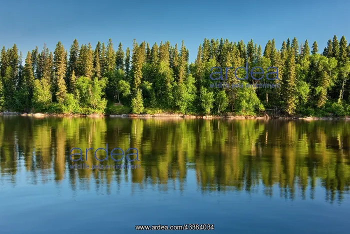 : Canada, Manitoba, Paint Lake Provincial Park. Forest : Canada, Manitoba, Paint Lake Provincial Park. Forest