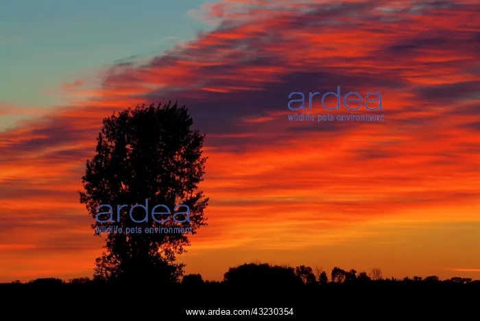 : Canada, Manitoba, Portage La Prairie. Tree : Canada, Manitoba, Portage La Prairie. Tree