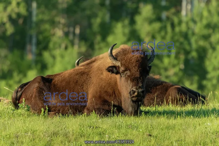: Canada, Manitoba, Riding Mountain National Park : Canada, Manitoba, Riding Mountain National Park