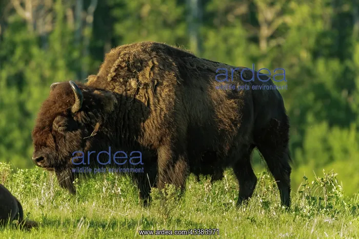 : Canada, Manitoba, Riding Mountain National Park : Canada, Manitoba, Riding Mountain National Park