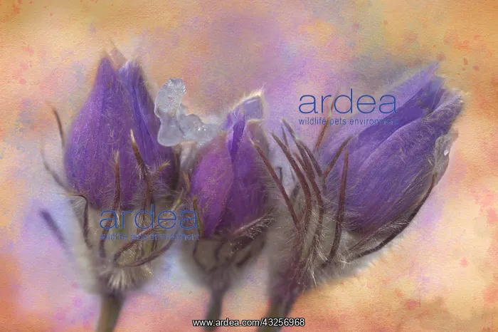 : Canada, Manitoba, Rosser. Prairie crocus after a : Canada, Manitoba, Rosser. Prairie crocus after a