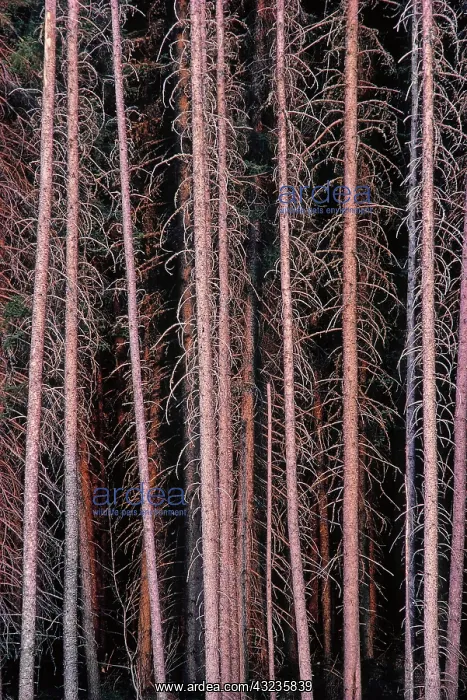 : Canada, Manitoba. Stark spruce trees in : Canada, Manitoba. Stark spruce trees in