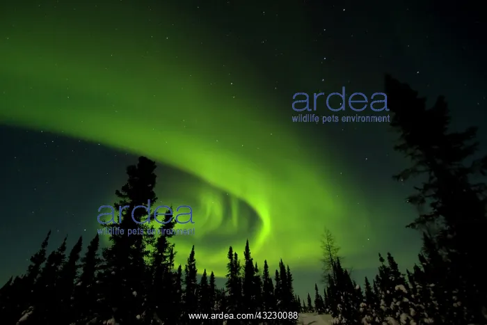 : Canada, Manitoba. View of aurora borealis : Canada, Manitoba. View of aurora borealis