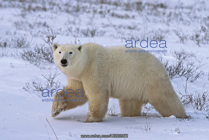 : Canada, Manitoba, Wapusk National Park : Canada, Manitoba, Wapusk National Park