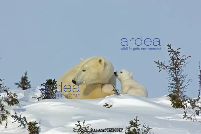 : Canada, Manitoba, Wapusk National Park : Canada, Manitoba, Wapusk National Park
