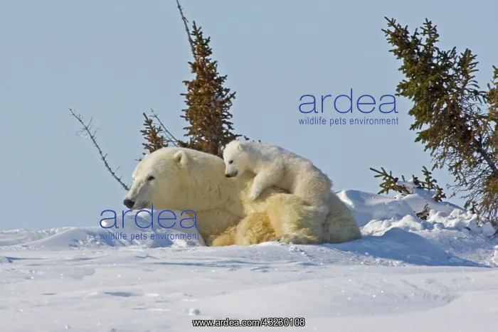 : Canada, Manitoba, Wapusk National Park : Canada, Manitoba, Wapusk National Park