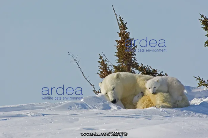 : Canada, Manitoba, Wapusk National Park : Canada, Manitoba, Wapusk National Park
