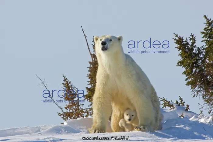 : Canada, Manitoba, Wapusk National Park : Canada, Manitoba, Wapusk National Park