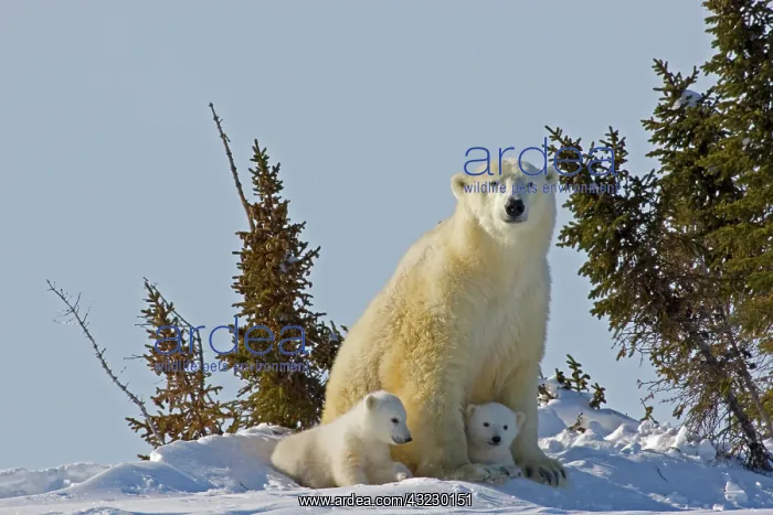 : Canada, Manitoba, Wapusk National Park : Canada, Manitoba, Wapusk National Park