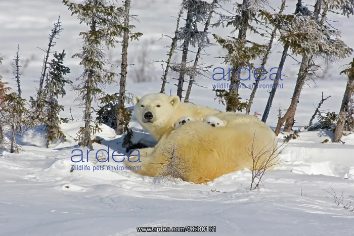 : Canada, Manitoba, Wapusk National Park : Canada, Manitoba, Wapusk National Park