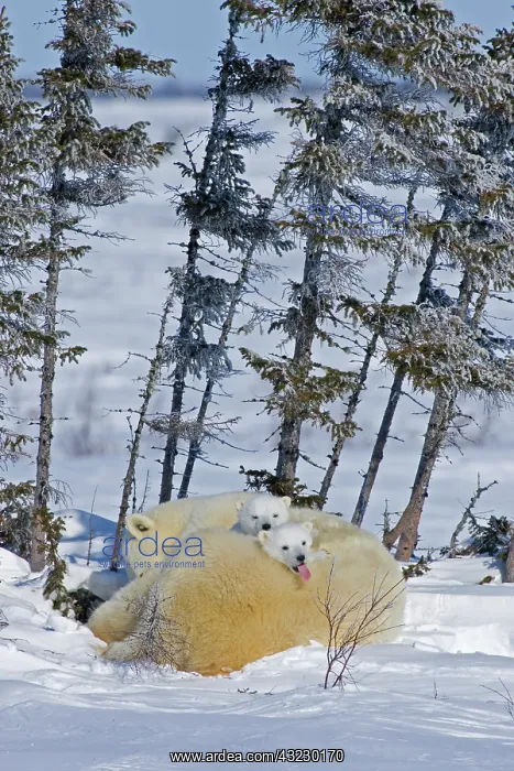 : Canada, Manitoba, Wapusk National Park : Canada, Manitoba, Wapusk National Park