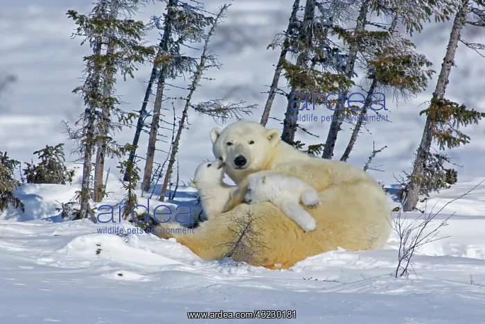 : Canada, Manitoba, Wapusk National Park : Canada, Manitoba, Wapusk National Park