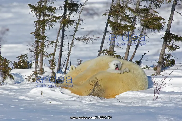 : Canada, Manitoba, Wapusk National Park : Canada, Manitoba, Wapusk National Park