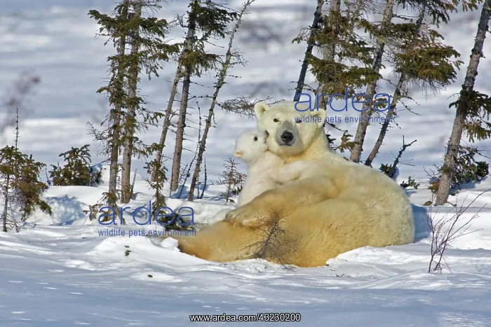 : Canada, Manitoba, Wapusk National Park : Canada, Manitoba, Wapusk National Park