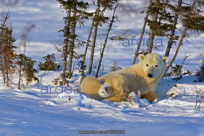 : Canada, Manitoba, Wapusk National Park : Canada, Manitoba, Wapusk National Park