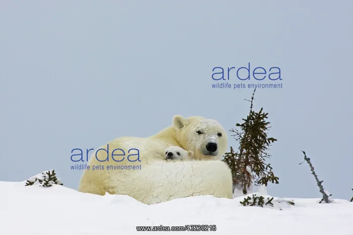 : Canada, Manitoba, Wapusk National Park : Canada, Manitoba, Wapusk National Park