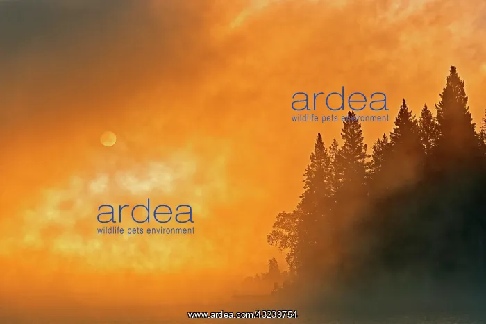 : Canada, Manitoba, Whiteshell Provincial Park. Foggy : Canada, Manitoba, Whiteshell Provincial Park. Foggy