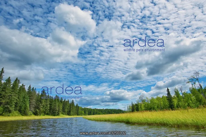 : Canada, Manitoba, Whiteshell Provincial Park. River : Canada, Manitoba, Whiteshell Provincial Park. River