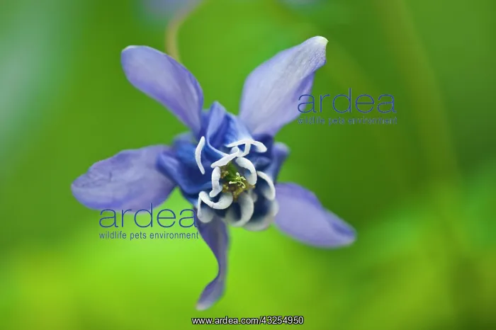 : Canada, Manitoba, Winnipeg. Blue columbine : Canada, Manitoba, Winnipeg. Blue columbine