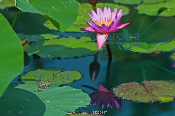 : Canada, Manitoba, Winnipeg. Frog on lily : Canada, Manitoba, Winnipeg. Frog on lily