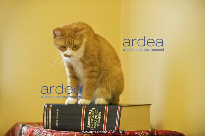  : Canada, Manitoba, Winnipeg. House cat on