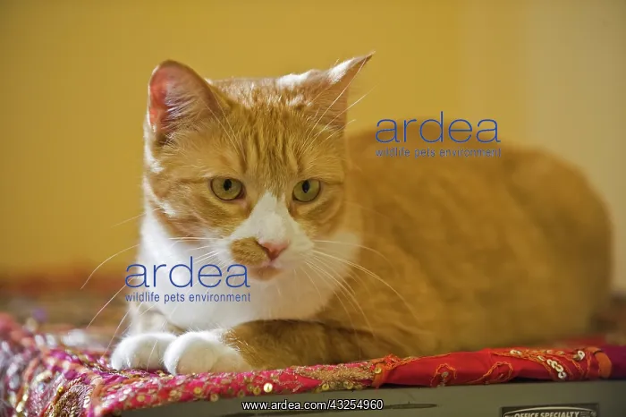 : Canada, Manitoba, Winnipeg. House cat : Canada, Manitoba, Winnipeg. House cat