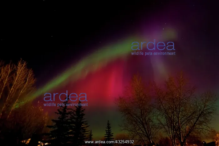 : Canada, Manitoba, Winnipeg. Northern lights : Canada, Manitoba, Winnipeg. Northern lights