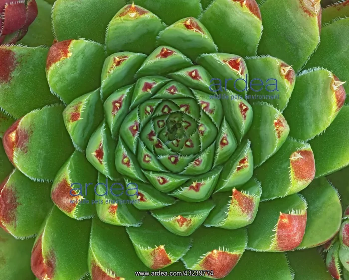 : Canada, Manitoba, Winnipeg. Shape and color patterns : Canada, Manitoba, Winnipeg. Shape and color patterns