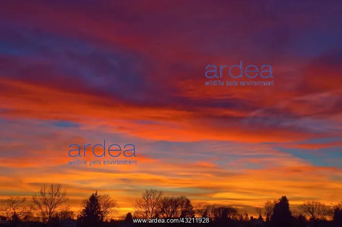 : Canada, Manitoba, Winnipeg. Sky at sunset : Canada, Manitoba, Winnipeg. Sky at sunset