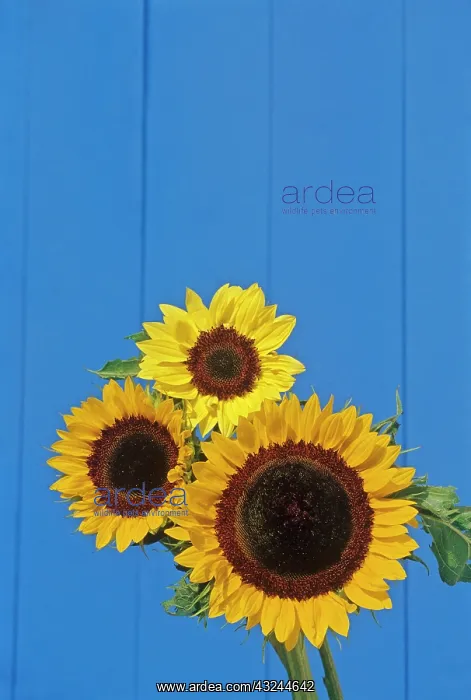 : Canada, Manitoba, Winnipeg. Sunflowers against : Canada, Manitoba, Winnipeg. Sunflowers against