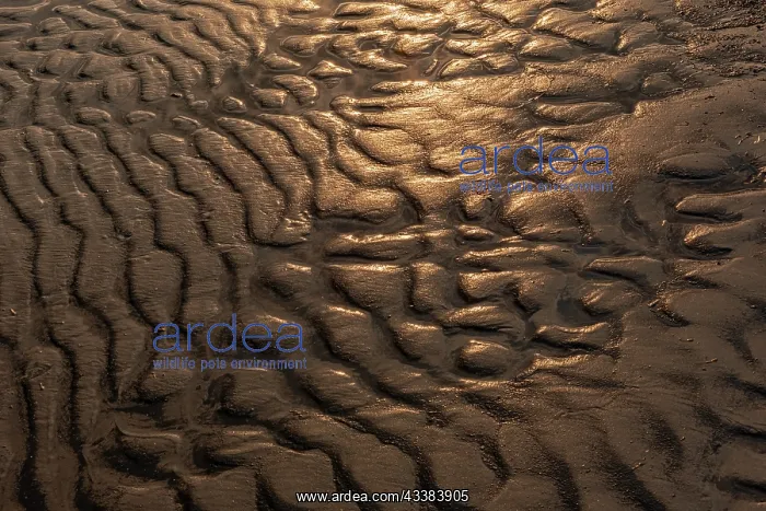 : Canada, Manitoba, Winnipeg. Wave patterns on sandy : Canada, Manitoba, Winnipeg. Wave patterns on sandy