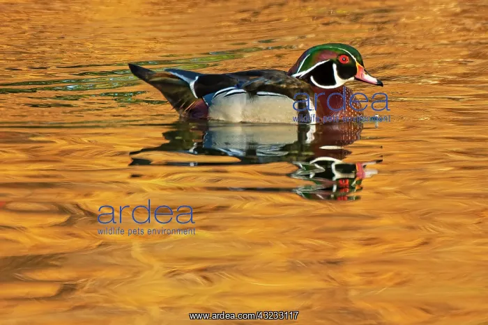 : Canada, Manitoba, Winnipeg. Wood duck male in water : Canada, Manitoba, Winnipeg. Wood duck male in water