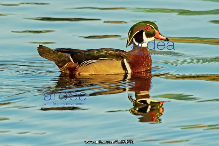 : Canada, Manitoba, Winnipeg. Wood duck male in water : Canada, Manitoba, Winnipeg. Wood duck male in water