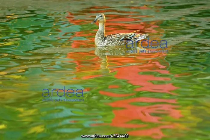 : Canada, Minett. Female mallard duck in Lake : Canada, Minett. Female mallard duck in Lake