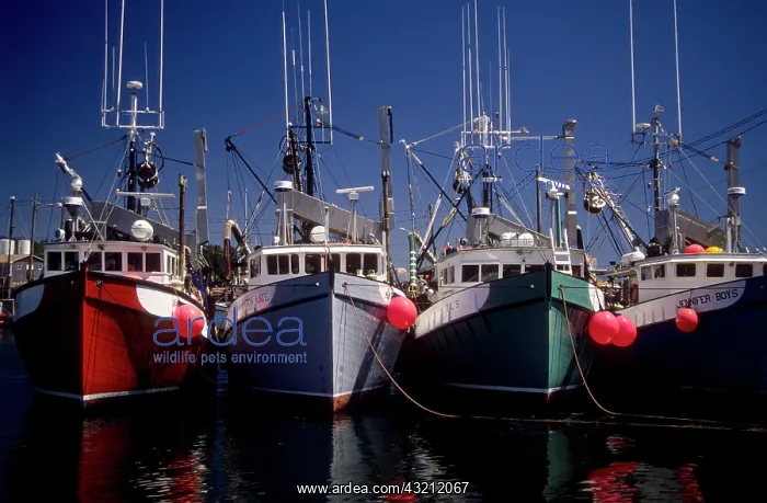 : Canada: New Brunswick, Grand Manan, North : Canada: New Brunswick, Grand Manan, North
