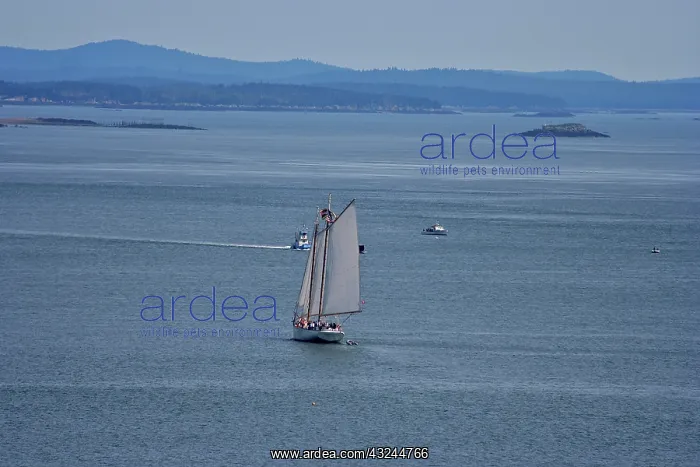 : Canada, New Brunswick. A sailboat viewed : Canada, New Brunswick. A sailboat viewed