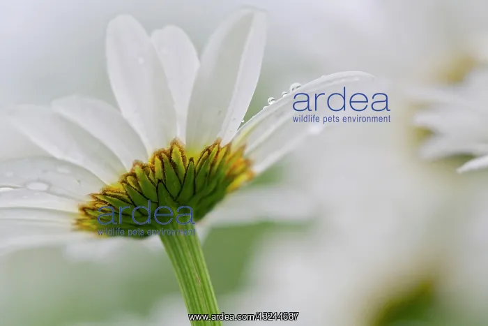  : Canada, New Brunswick, Shampers Bluff. Close-up