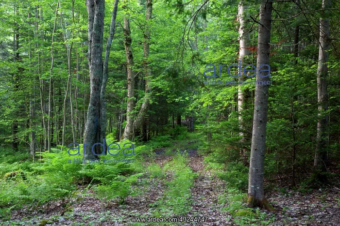 : Canada, New Brunswick, Shampers Bluff. Forest : Canada, New Brunswick, Shampers Bluff. Forest