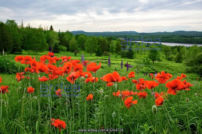 : Canada, New Brunswick, Shampers Bluff. Landscape : Canada, New Brunswick, Shampers Bluff. Landscape