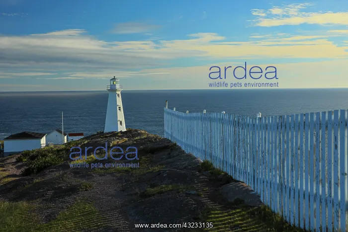 : Canada, Newfoundland, Cape Spear Lighthouse : Canada, Newfoundland, Cape Spear Lighthouse