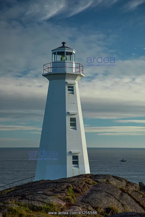 : Canada, Newfoundland, Cape Spear Lighthouse : Canada, Newfoundland, Cape Spear Lighthouse